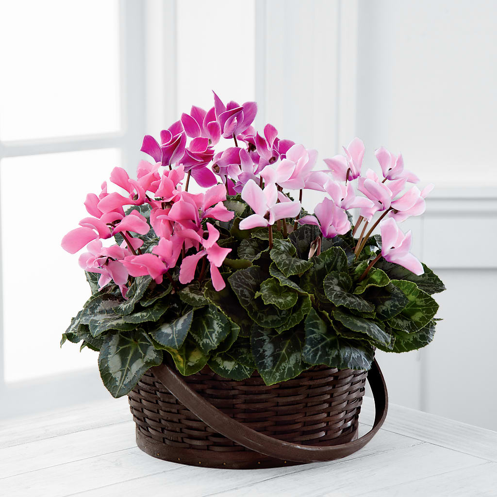 Mixed Cyclamen Planter – Raw Flowers, Kitchener ON