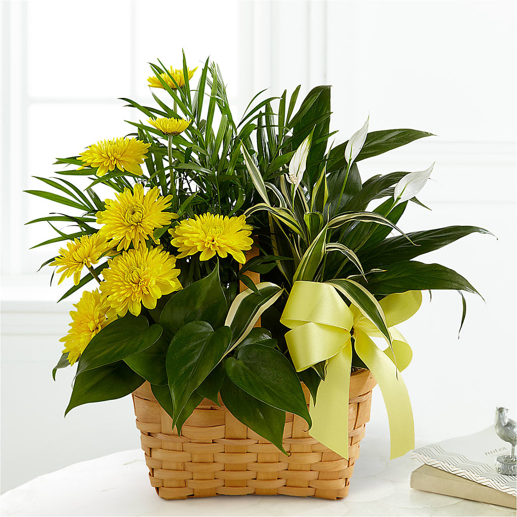 Loving Light Dishgarden – Raw Flowers, Kitchener ON