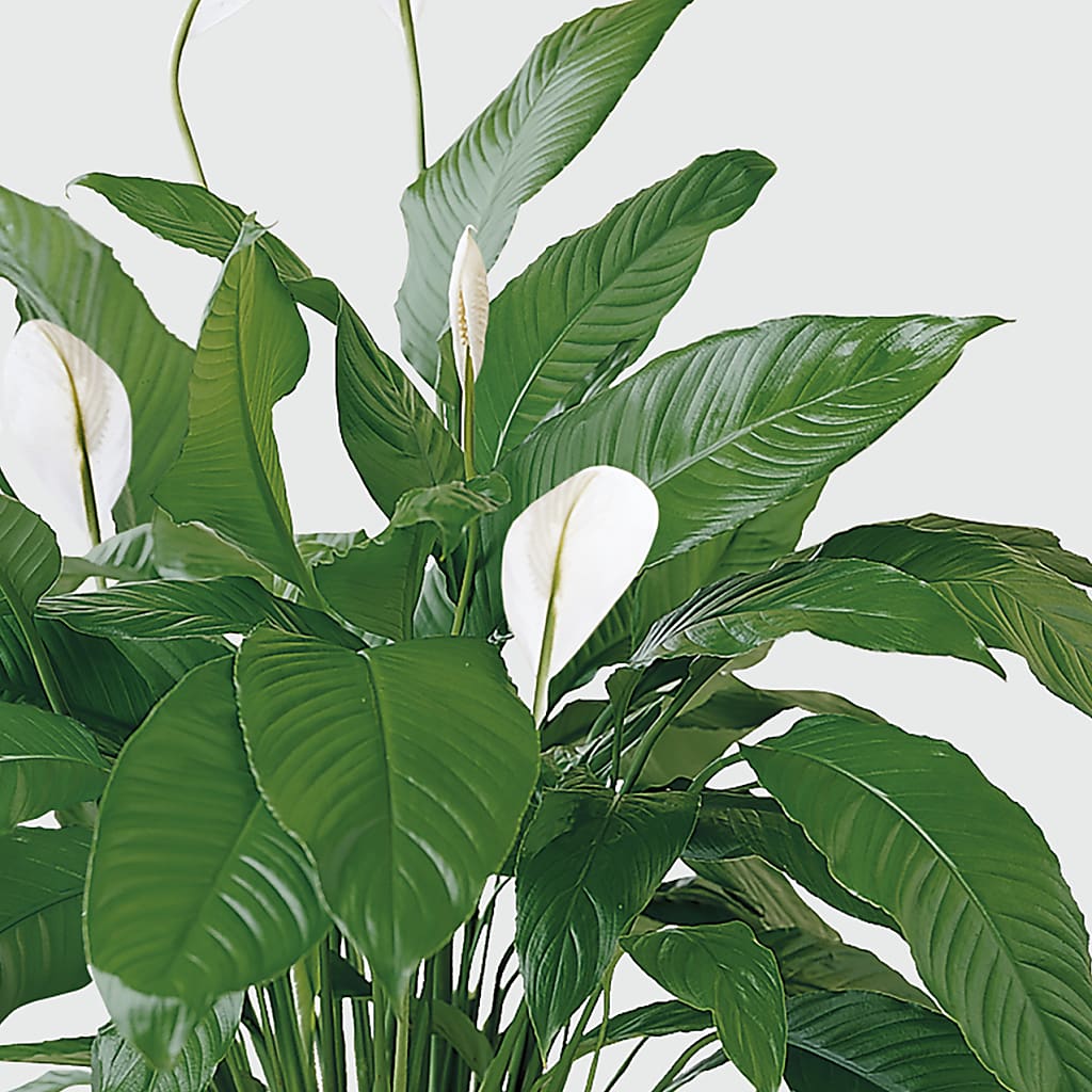 Tranquil Moments Peace Lily Plant – Raw Flowers, Kitchener ON