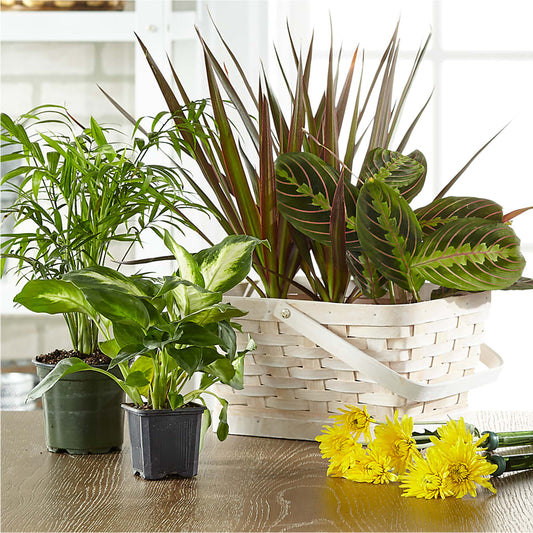 Florist Designed Blooming and Green Plants in a Basket –  Raw Flowers, Kitchener ON
