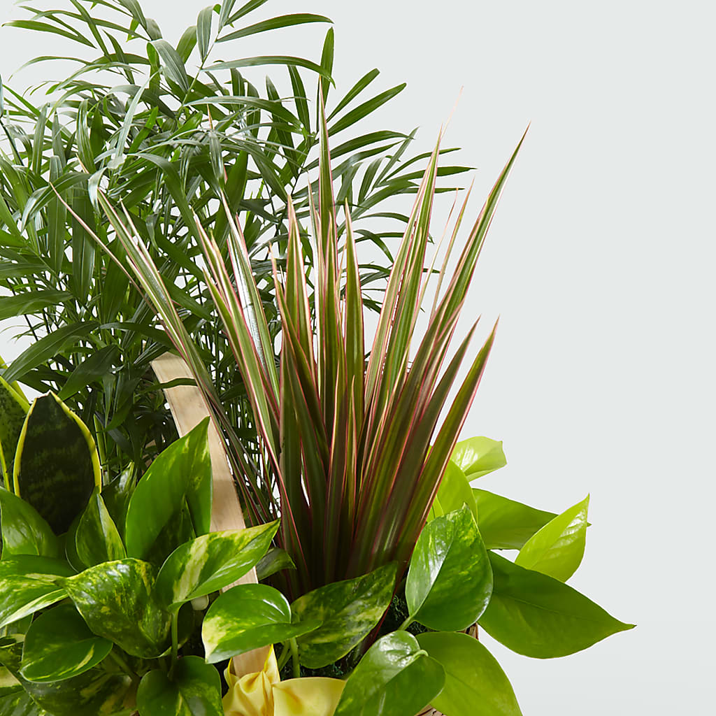 French Garden –  Raw Flowers, Kitchener ON