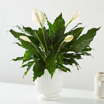 Comfort Planter –  Raw Flowers, Kitchener ON