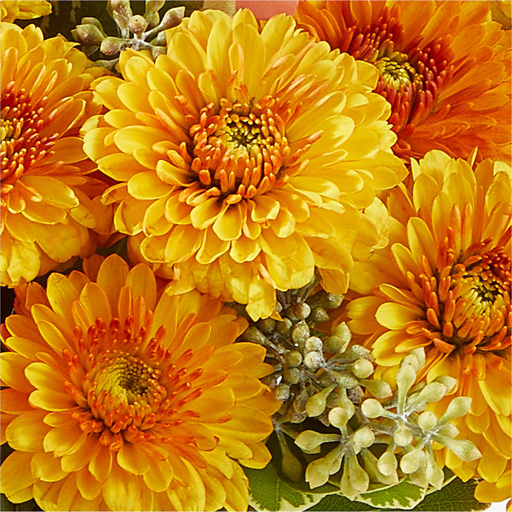 Peachy Pumpkin –  Raw Flowers, Kitchener ON