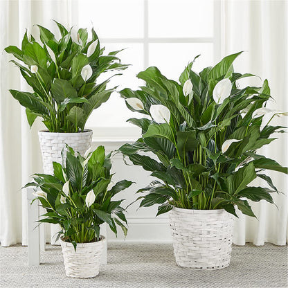 A New Leaf Peace Lily –  Raw Flowers, Kitchener ON