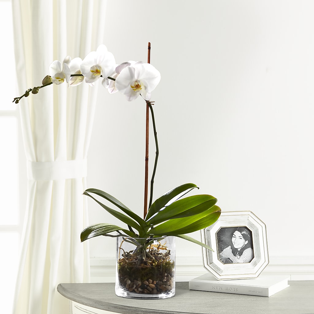 Pot de fleurs pour orchidées blanches